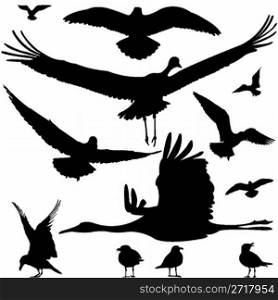 birds silhouettes isolated on white, abstract art illustration