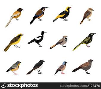 Birds with beak and plumage. Cartoon beautiful colored characters of sky, vector illustration set of little exotic bird with feathers isolated on white background. Birds with beak and plumage