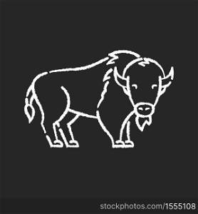 Bison chalk white icon on black background. North American fauna, herbivore animal, endangered species. Cattle farm, domestic livestock. Large buffalo isolated vector chalkboard illustration. Bison chalk white icon on black background