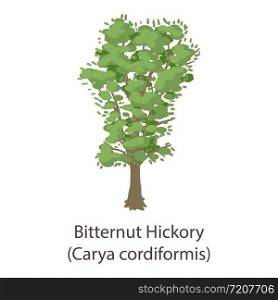Bitternut hickory icon. Flat illustration of bitternut hickory vector icon for web. Bitternut hickory icon, flat style
