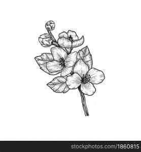 Black and white branch flower outline isolated on background. Hand-draw contour line and strokes branch flowers