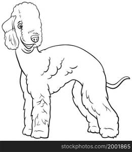 Black and white cartoon illustration of Bedlington Terrier purebred dog animal character coloring book page
