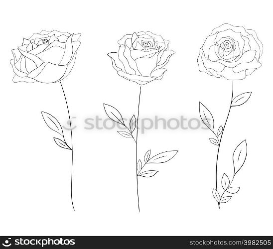 Black and white contour outline roses isolated on white background. Vector illustration.