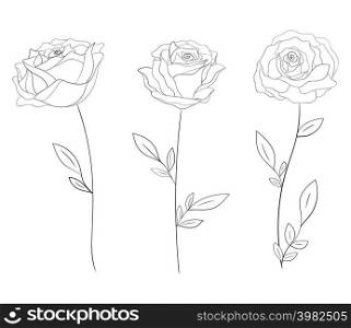 Black and white contour outline roses isolated on white background. Vector illustration.