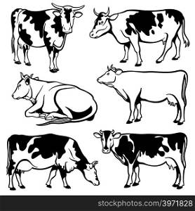 Black and white cows vector set. Farm cow illustration, cattle black silhouette. Black and white cows vector set