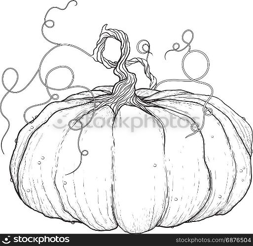 black and white drawing of big pumpkin with tail isolated on white background