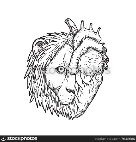 Black and white drawing sketch style illustration of a lion-hearted, head of half lion and human heart on other side viewed from front on isolated white background.. Lion-Hearted Head of Half Lion and Half Human Heart Black and White Drawing