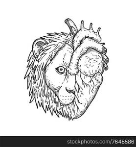 Black and white drawing sketch style illustration of a lion-hearted, head of half lion and human heart on other side viewed from front on isolated white background.. Lion-Hearted Head of Half Lion and Half Human Heart Black and White Drawing