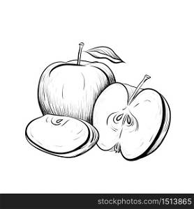 Black and white engraved illustration of apples. Hatched drawing. Contour illustration for the menu, recipes, postcards and your creativity.. Black and white engraved illustration of apples. Hatched drawing.