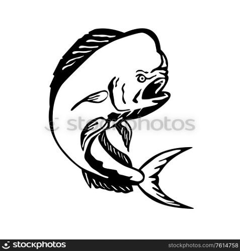 Black and White Etching engraving style illustration of an angry mahi-mahi, dorado, common dolphinfish or dolphin fish viewed from the side jumping on isolated white background. . Angry Mahi-mahi Dorado Dolphinfish Jumping Etching Black and White