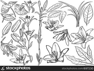 Black and White Exotic Flowers Drawing Set