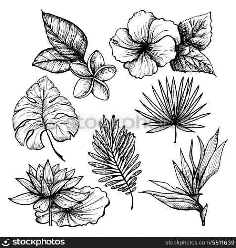 Black and white hand drawn tropical leaves and flowers set isolated vector illustration. Tropical Leaves Set