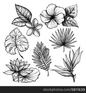 Black and white hand drawn tropical leaves and flowers set isolated vector illustration. Tropical Leaves Set