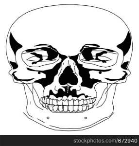 Black and white human skull vector illustration