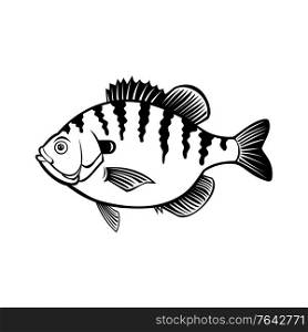 Black and white illustration of a bluegill, bream, brim, sunny or copper nose, a species of freshwater fish of the sunfish family Centrarchidae of order Perciformes on isolated white background.. Bluegill Bream Brim Sunny or Copper Nose Fish Side View Retro Black and White