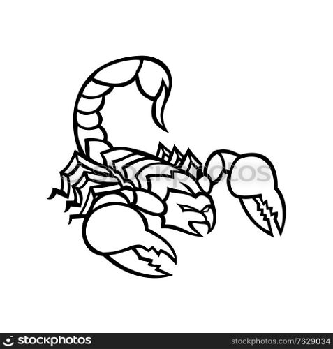 Black and white illustration of a scorpion, a predatory arachnid of the order Scorpiones, with sting in it&rsquo;s tail or venomous stinger about to strike on isolated background in retro style.. Scorpion With Stinger About to Attack Mascot Black and White