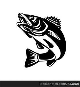 Black and White Illustration of a Walleye (Sander vitreus, formerly Stizostedion vitreum), a freshwater perciform fish jumping up on isolated background done in retro style. . Walleye Fish Jumping Isolated Black and White Retro