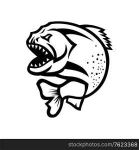 Black and white illustration of an angry piranha, pirana or caribe, a member of family Characidae in order Characiformes, a South American freshwater fish on isolated background in retro style.. Angry Piranha Jumping Up Isolated Black and White