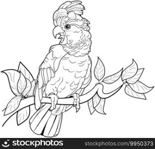  Black and white illustration of cockatoo