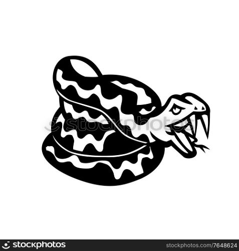 Black and white illustration of head of an aggressive coiled snake, viper or python don&rsquo;t tread on me viewed from side on isolated background in retro style.. Aggressive Coiled Snake Viper or Python Mascot Retro Black and White