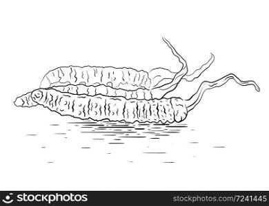Black and white linear illustration of a cordyceps fungus. Superfood. Vector element for your creativity. Black and white linear illustration of a cordyceps fungus. Superfood.