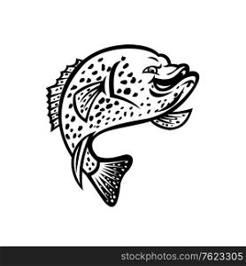Black and white mascot illustration of a crappie, papermouth, strawberry bass, speckled bass, specks, speckled perch, crappie bass, calico bass jumping up on isolated background in retro style.. Crappie Fish Jumping Up Mascot Black and White