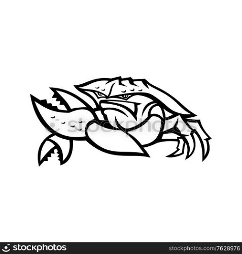 Black and white Mascot illustration of an angry red king crab or land crab, a decapod crustacean with thick exoskeleton, flexing it&rsquo;s pincer viewed from front on isolated background in retro style.. Angry Red King Crab Mascot Black and White