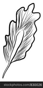Black and white picture of a bird's feather vector color drawing or illustration