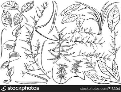 Black and White Plant Leaves Drawing Set