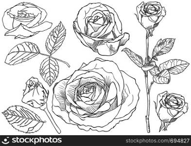 Black and White Rose Drawing Set