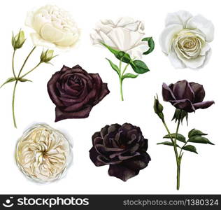 Black and white roses set, watercolor hand drawn vector illustration, funeral design elements