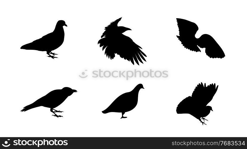 Black and white silhouette dove crow isolated. Vector Illustration. EPS10. Black and white silhouette dove crow isolated. Vector Illustration