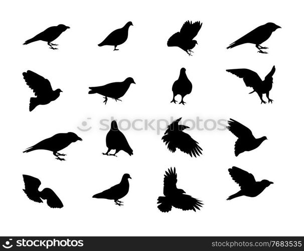 Black and white silhouette dove crow isolated. Vector Illustration. EPS10. Black and white silhouette dove crow isolated. Vector Illustration