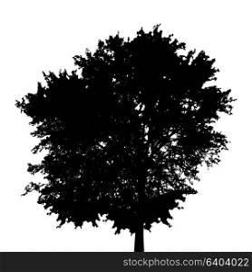 Black and White Silhouette of Deciduous Tree, whose branches develop in the wind. Vector Illustration. EPS10. Black and White Silhouette of Deciduous Tree, whose branches dev