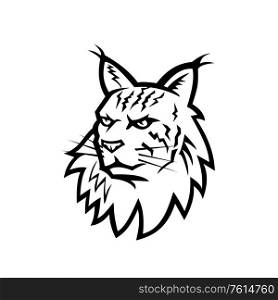 Black and White Sports mascot illustration of head of an angry Maine Coon, Maine shag or Coon cat, the largest domesticated cat breed in America viewed from front on isolated background retro style.. Head of Maine Coon Cat Mascot Black and White