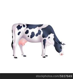 Black and white spotted cow lowered its head isolated on white background realistic vector illustration. Cow Realistic Illustration