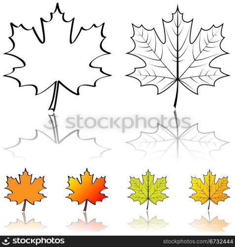 Black and white vector shapes of maple leaf with four color samples isolated on white background.