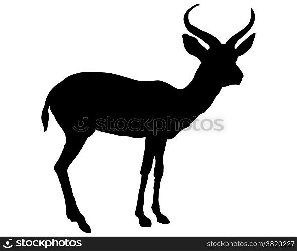 Black antilope