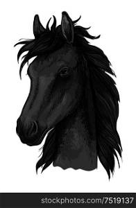 Black arabian horse sketch of purebred stallion with fluffy forelock. Horse racing badge, equestrian sporting competition or t-shirt print design. Black arabian horse head sketch