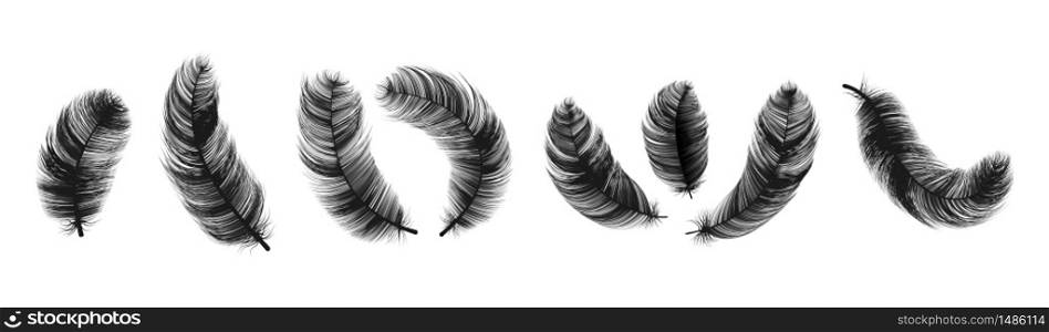 Black bird feathers. Images different isolated fluffy, soft feather contours . Vector realistic quill silhouettes on white background. Black bird feathers. Images different isolated feather contours . Vector realistic quill silhouettes on white background