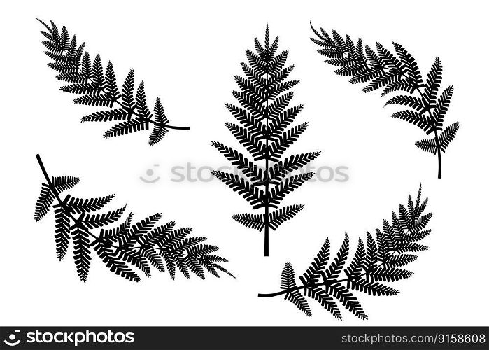 black branches fern. Contour drawing. Vector illustration. EPS 10.. black branches fern. Contour drawing. Vector illustration.