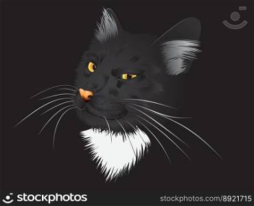 Black cat in the dark vector image