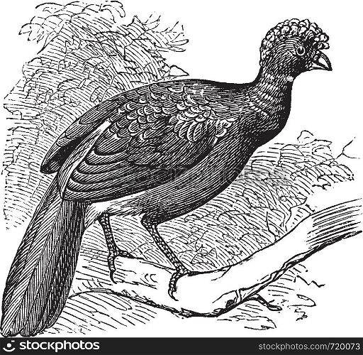 Black Curassow or Crax alector or Smooth-billed Curassow or Crested Curassow, vintage engraving. Old engraved illustration of Black Curassow waiting on a branch.
