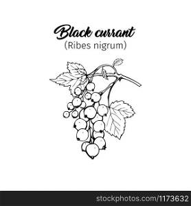 Black currant hand drawn vector illustration. Garden berry black and white sketch with inscription. Aromatic ripe summer dessert. Juicy Ribes nigrum freehand engraved branch. Poster design element. Black currant freehand ink pen illustration