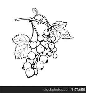 Black currant hand drawn vector illustration. Garden berry black and white sketch with inscription. Aromatic ripe summer dessert. Juicy Ribes nigrum freehand engraved branch. Poster design element. Black currant freehand ink pen illustration