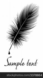 Black feather on white background with space for text.