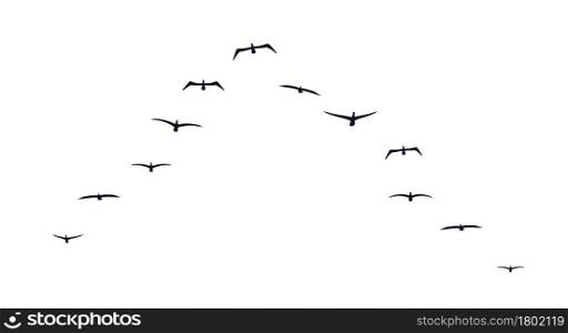 Black flying birds flock silhouette. School of birds flying forward. Flat vector illustration isolated on white background.. Black flying birds flock silhouette. Flat vector illustration isolated on white
