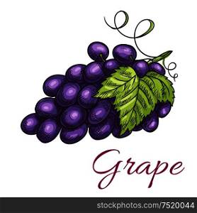 Black grape berries. Isolated vine of grapes with leaves. Fruit and berry product emblem for juice or jam label, wine bottle sticker, farm store. Black grape berries vector icon