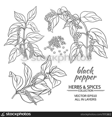 black ground pepper. black ground pepper branches on white background