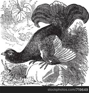 Black Grouse or Blackgame or Tetrao tetrix, vintage engraving. Old engraved illustration of a Black Grouse.